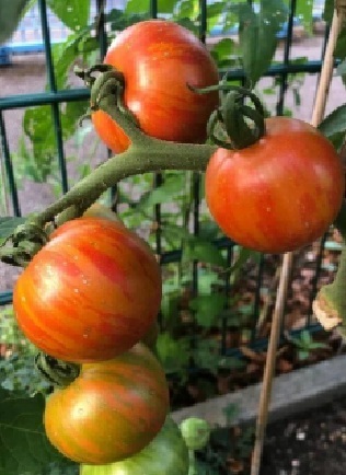 Free: Packet of Mr Stripey Tomato Seeds Packed for 2026 20+ count Pack Orange Yellow Red Multi Color