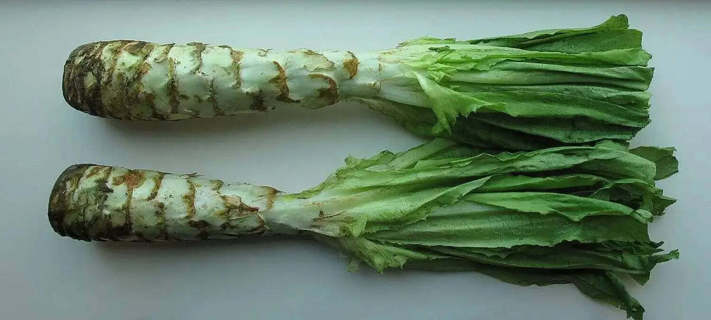 200 Celtuce Seeds Chinese Stem