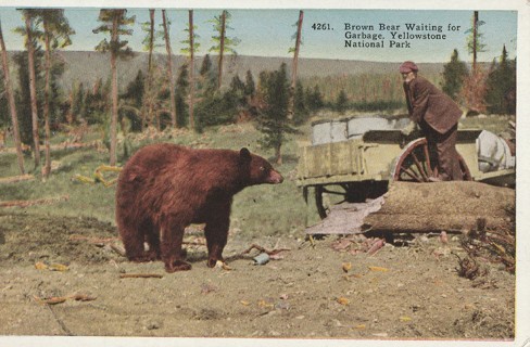 Vintage Unused Postcard: Yellowstone Park Brown Bear