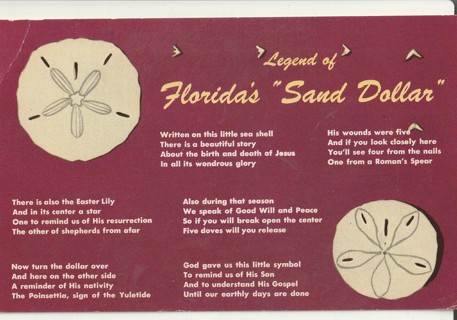 Vintage Unused Postcard: o: Legend of the Florida Sand Dollar