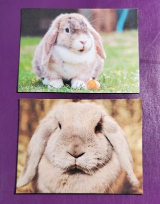 Bunny Rabbit Magnets