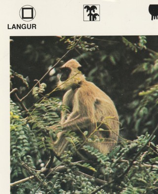 Vintage 1975 Leisure Books Animal Card crdgin6: LANGUR