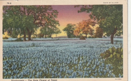 Vintage Used Postcard: gin: 1943 Texas Bluebonnets