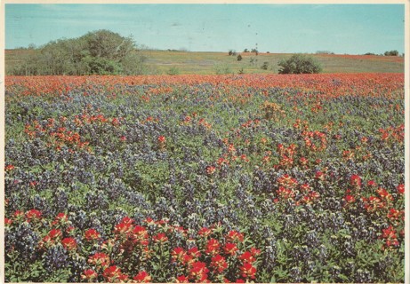 Vintage Used Postcard: Bluebonnets & Indian Paintbrush, TX