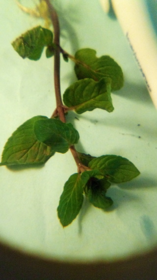 Chocolate mint rooted cutting