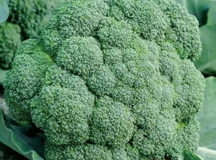 Broccoli Sun King