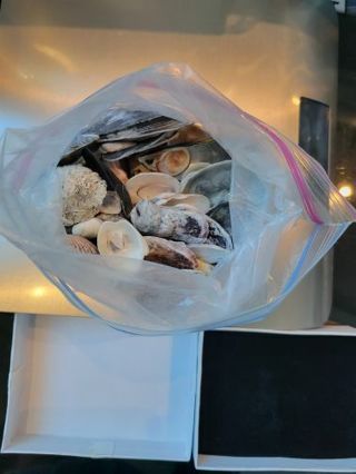 Seashells- random selection- will be shipped in a box