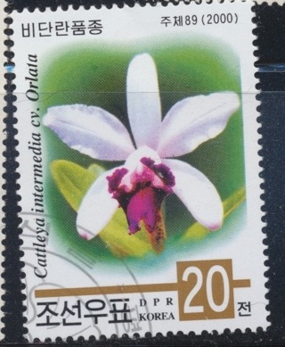 North Korea:  2000,  Catuteya Intermedia, Orchid, MNH-OG-CTO, Sc # KO-4039 - NKO-5000d