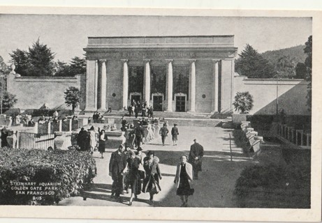 Vintage Unused Postcard: d:  Steinhart Aquarium, Golden Gate Park, CA