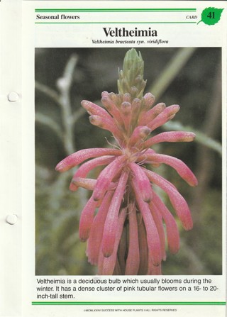 Success with Plants Leaflet: Veltheimia