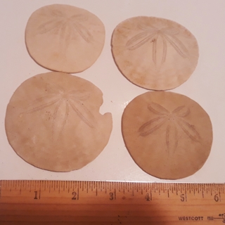 4 Sand Dollar Shells