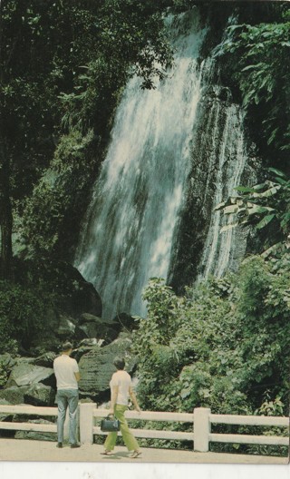 Vintage Used Postcard: a: 1968 Rainforest, Peru