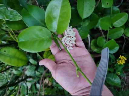 Hoya Australis cutting