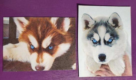 Husky Magnets