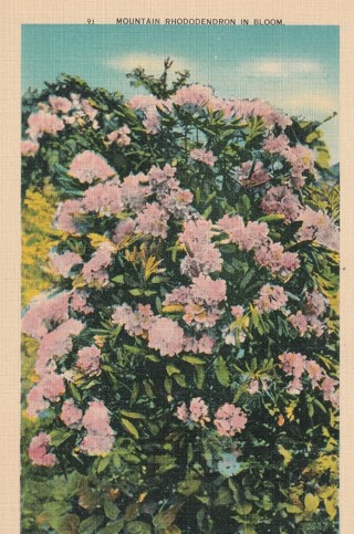 Vintage Unused Postcard: k: Rhododendron in Bloom