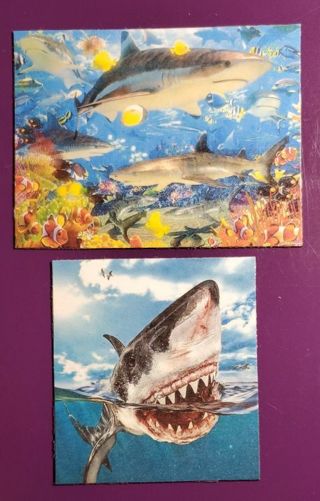 Shark Magnets