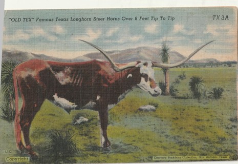 Vintage Unused Postcard: Linen: Old Tex, Longhorn Steer, TX