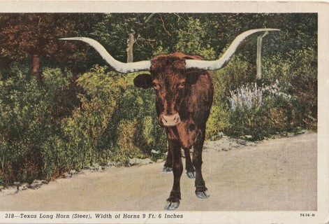 Vintage Unused Postcard: Linen: Texas Long Horn