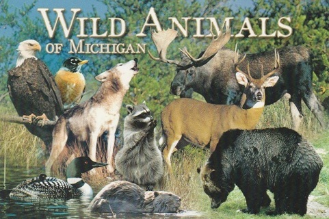 Wild Animals of Michigan Postcard