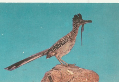 Vintage Unused Postcard: i: Desert Roadrunner