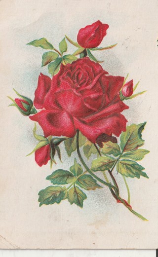 Vintage Used Postcard: (m): 1907 Rose