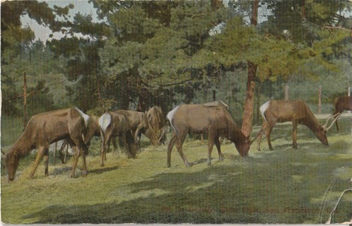 Vintage Unused Postcard: d: Antelope Herd