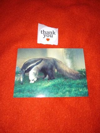 1993 San Diego Zoo CARD