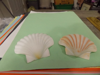 Set of 2 fan shape sea shells about 3 inc