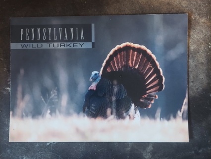 Pennsylvania Wild Turkey Postcard 