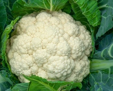 Organic Self Blanching Cauliflower 15 seeds