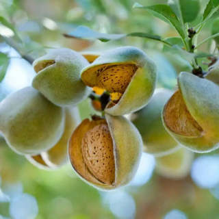 Raw Almond Seeds for Planting 10 seeds 