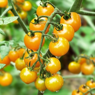 Yellow Cherry Tomato Seeds