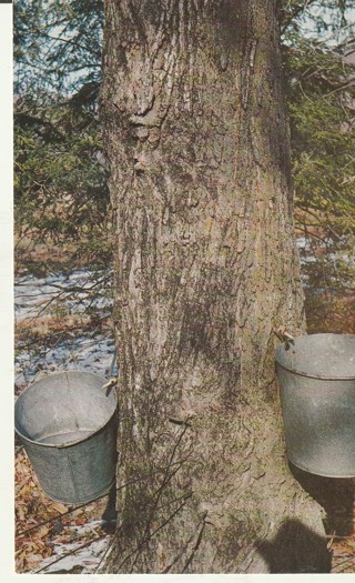 Vintage Unused Postcard: a: Tapping Maple Trees