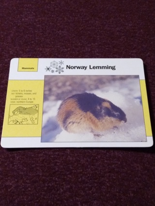 Grolier Story of America Card - Norway Lemming