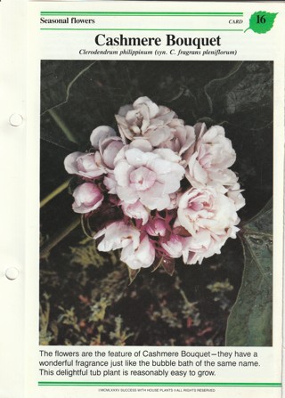 Success with Plants Leaflet: Cashmere Bouquet