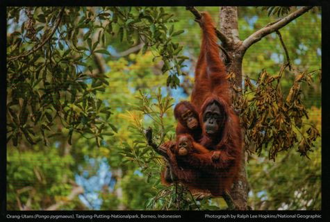  Postcard - Magic nature - Borneo Indonesia