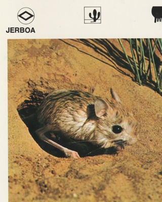 Vintage 1975 Leisure Books Animal Card: crdgin4: JERBOA