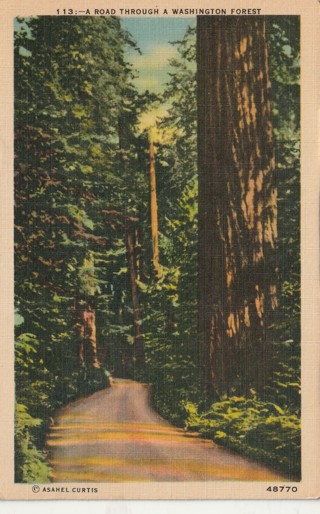 Vintage Used Postcard: Linen: Road through a Washington Forest