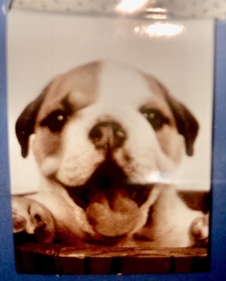 Cute Magnetic Doggie Book/Page Marker