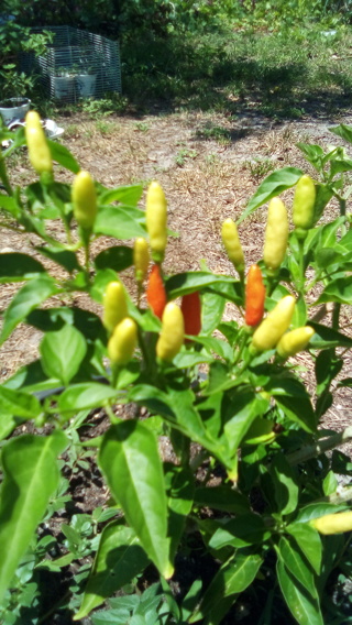 30 + Little Daddles Pepper seeds , Feel The Burn,  hot peppers seeds