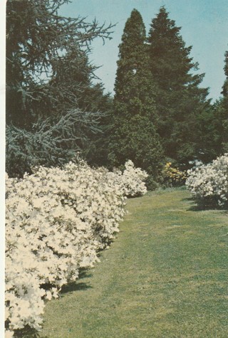 Vintage Unused Postcard: c: Winterthur Gardens, Delaware