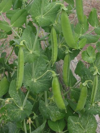 30 common English Pea seeds, organically grown, fresh harvest 06/23
