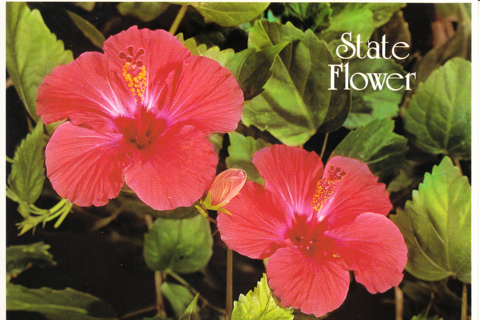 Vintage Postcard State Flower, Hawaii