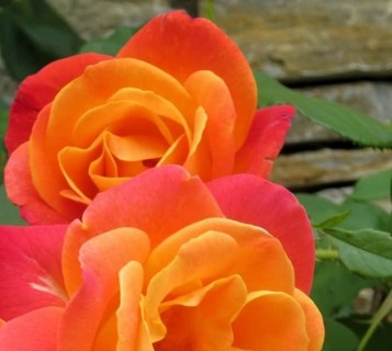 Josephs Coat Roses