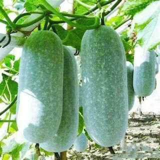 Winter Melon Seeds Bi dao Chanh 120 seeds