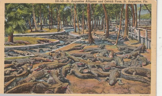 Vintage Used Postcard: (a): 1944 St Augustine Alligator & Ostrich Farm, FL