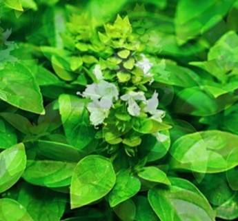 Lime Basil 10 seeds