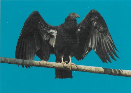 1993 World Famous San Diego Zoo #107 California Condor