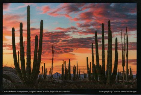 Postcard - National Geograhpic Magic nature - Baja California - Mexico