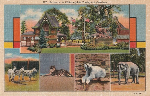 Vintage Unused Postcard: s: Philadelphia Zoo